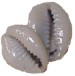 Kenyan Cowry Shells