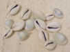 Kenyan Cowry Shells (uncut)