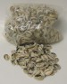 Kenyan Cowry Shells - cut (1 kilo Bag)