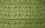 AFRICAN PRINT FABRIC